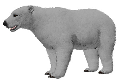 Polar Bear (Fur)