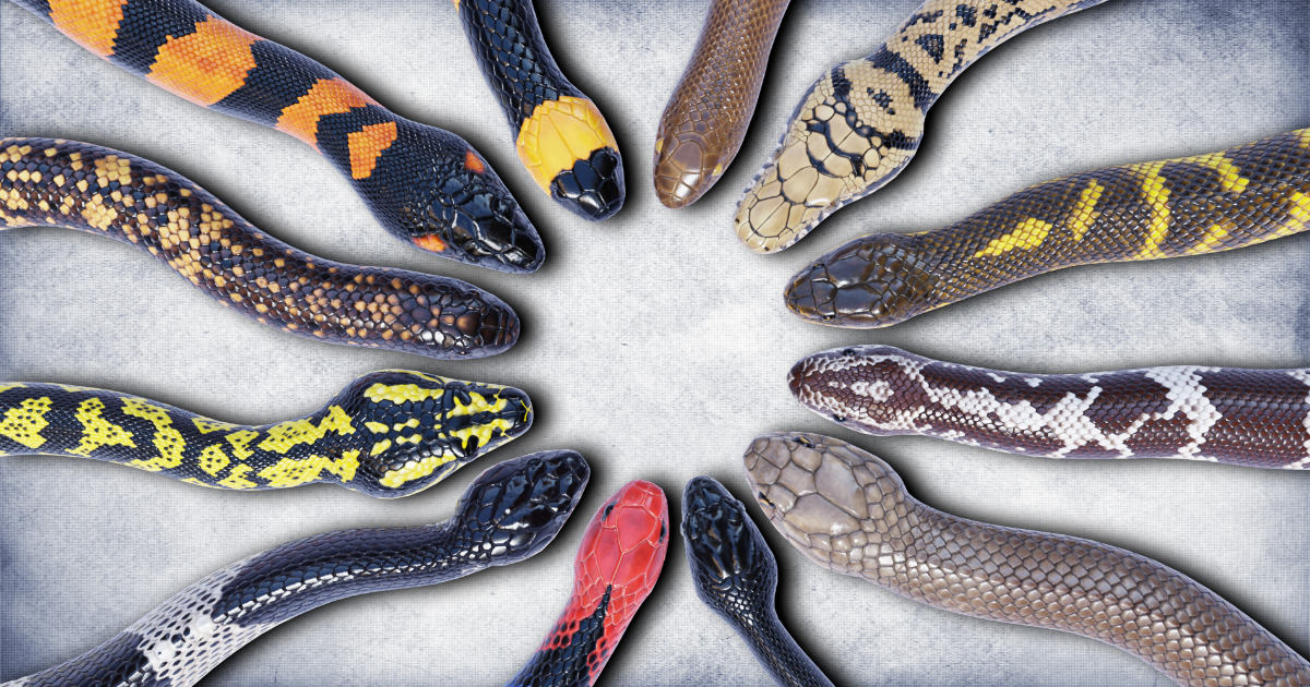 Animated Snakes Ultimate Volume 3 | Characters | Unity Asset Store