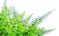 FERNS World