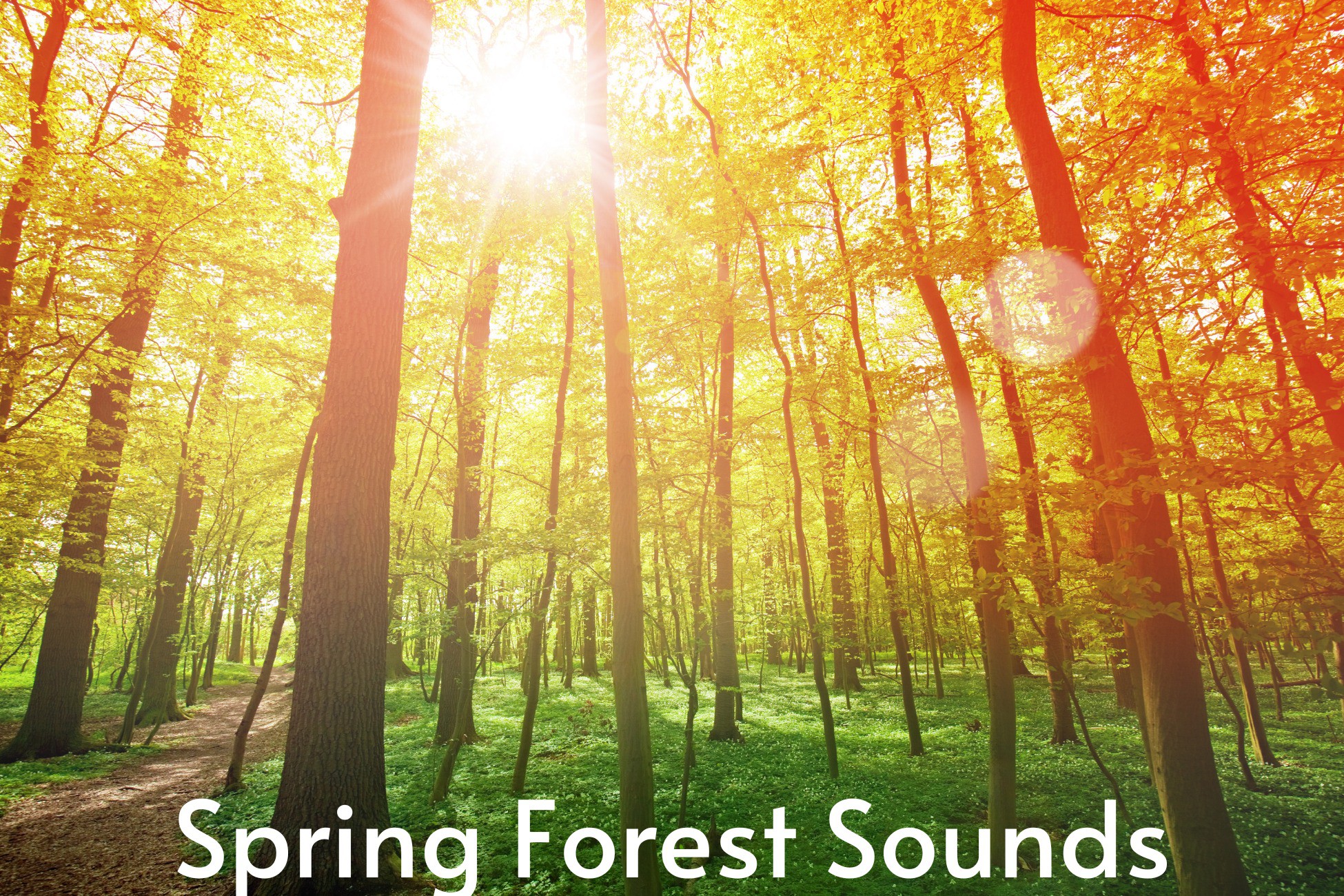 Spring Forest Sounds - Ambient Sounds | Nature Ambient | Unity Asset Store