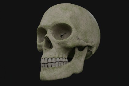 Realistic male skull HDRP