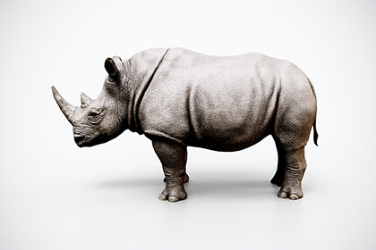 Rigged Rhinoceros – Game-Ready 3D Animal Model