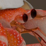 Animated Hermit Crab
