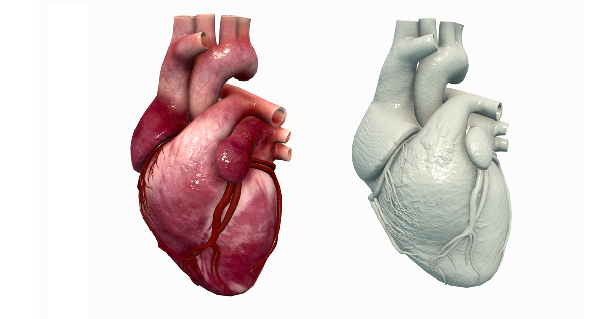 Human full Heart | 3D | Unity Asset Store