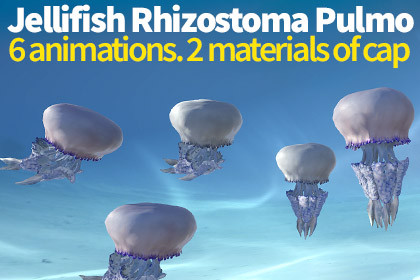 Jellyfish Rhizostoma Pulmo