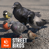Street birds - animals pack