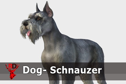 Dog - Schnauzer