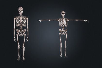 Skeleton Bone V1 - Dungeon | Game Ready PBR | Built-In & URP Compatible