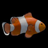 Animated Clownfish