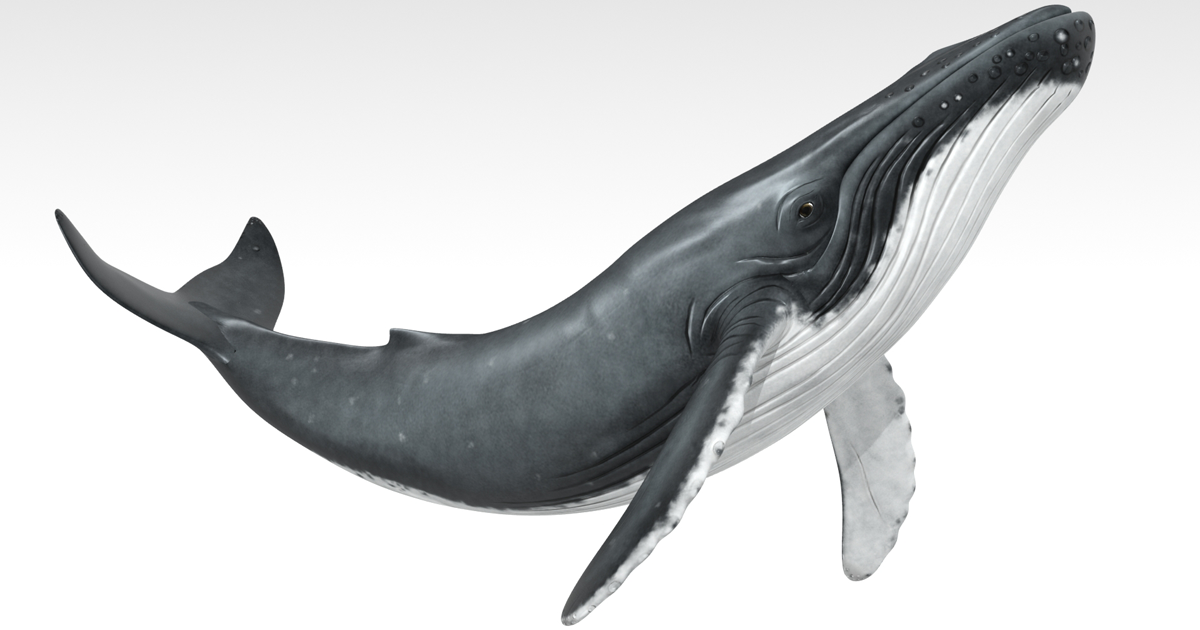 Moving Orca Humpback Whale (Animated) | Characters | Unity Asset Store