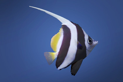 Longfin Bannerfish