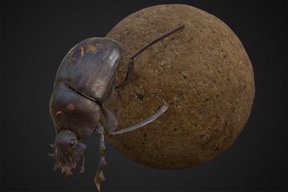 Animated Dung Beetle