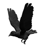 Crow Feathered
