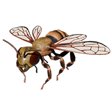 Bee