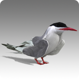 ArcticTern