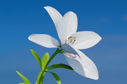 Animated blooming lily