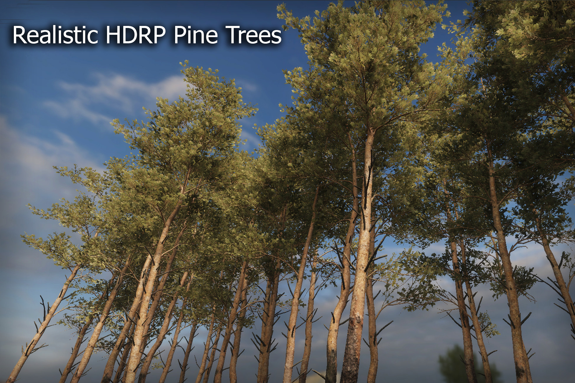 Realistic HDRP Pine Trees | 3D Trees | Unity Asset Store
