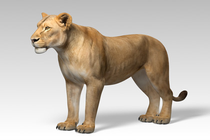 Lioness Animated 3D Model