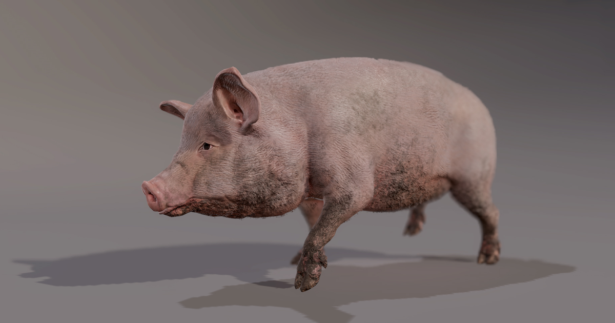 Pig Unity HOG | 3D Animals | Unity Asset Store