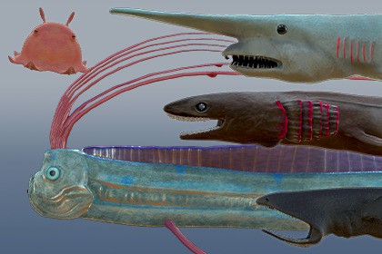 深海生物シリーズ セット02