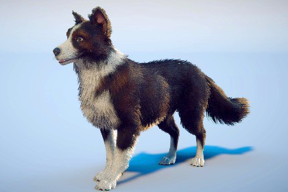 Skye the Border Collie (Dog)