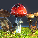 Mushrooms
