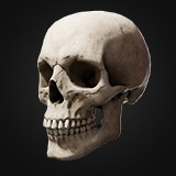 Human Skull AW