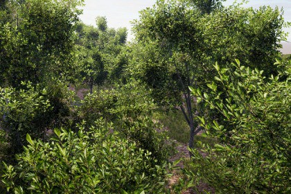 Realistic Tree Pack (for HDRP)