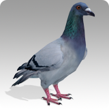 Pigeon Animated