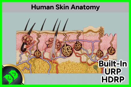 Human Skin Anatomy