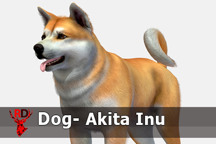 Dog - Akita Inu