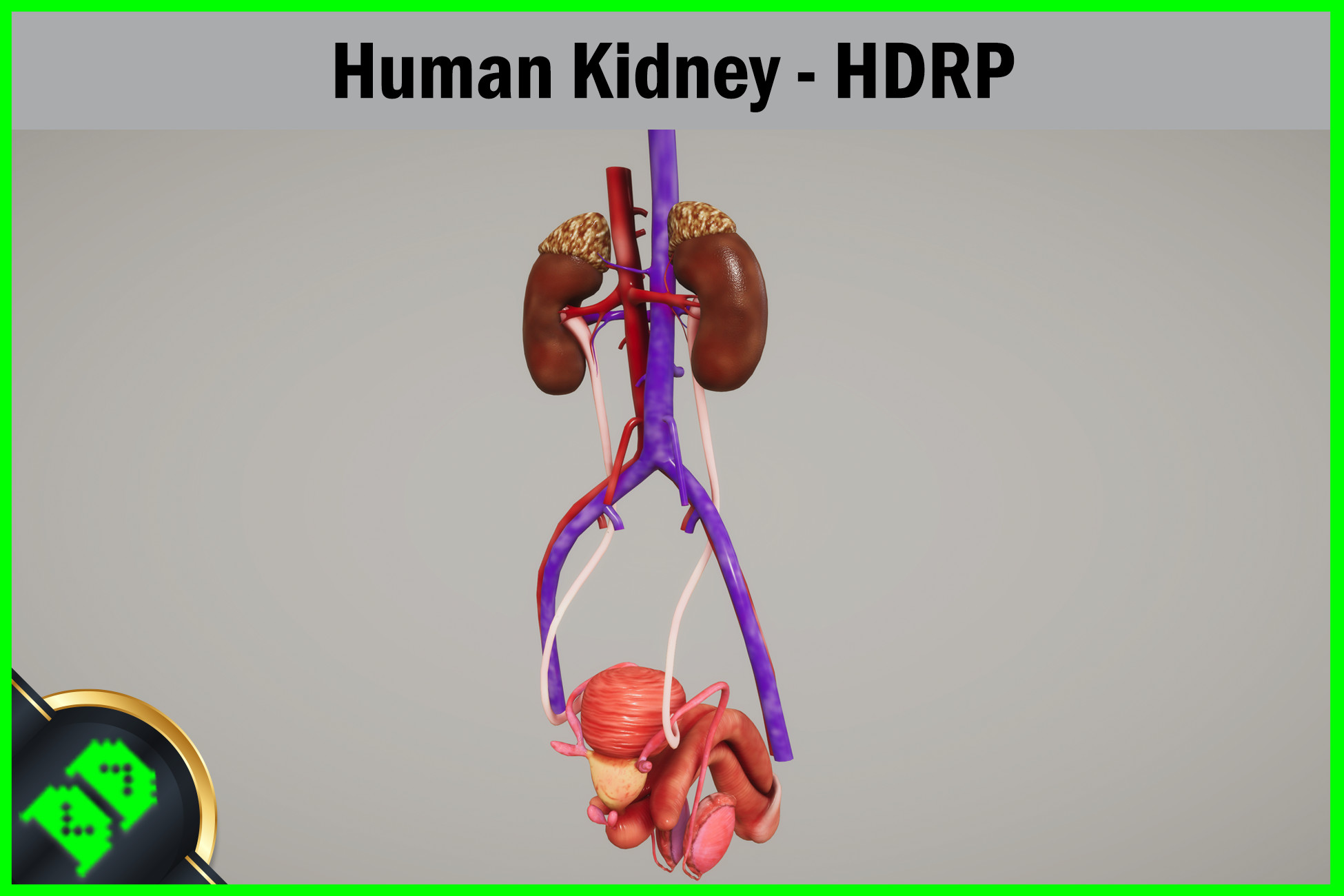 Kidney Mod Human Kidney - HDRP | 3D 人形角色 | Unity Asset Store
