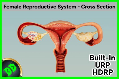 Female Reproductive System - Cross Section