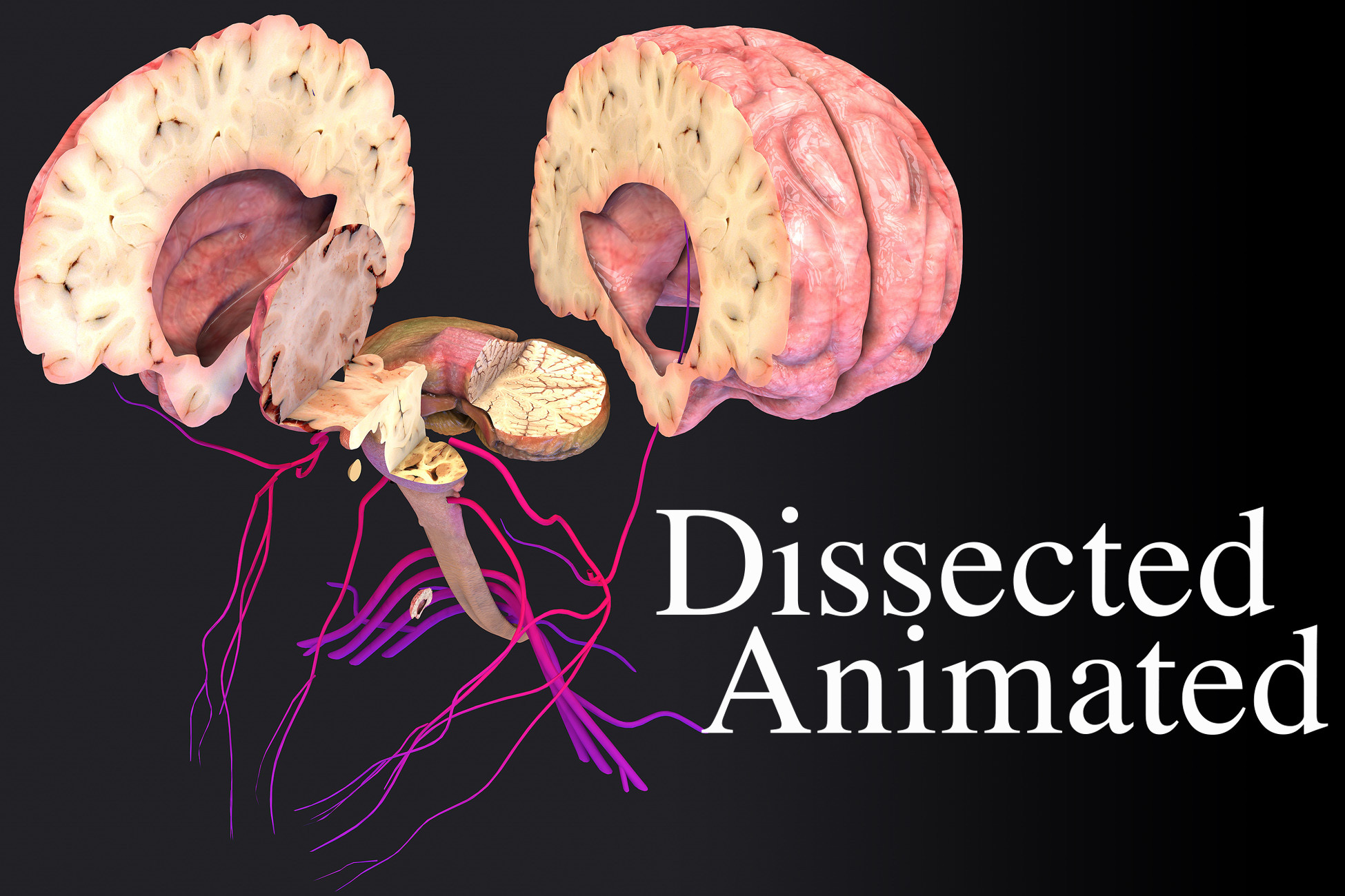 Brain Dissection Animated | 3D Characters | Unity Asset Store