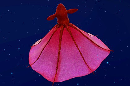 Vampire Squid