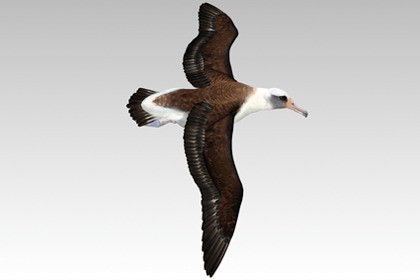 Animated Albatross - Flying Bird