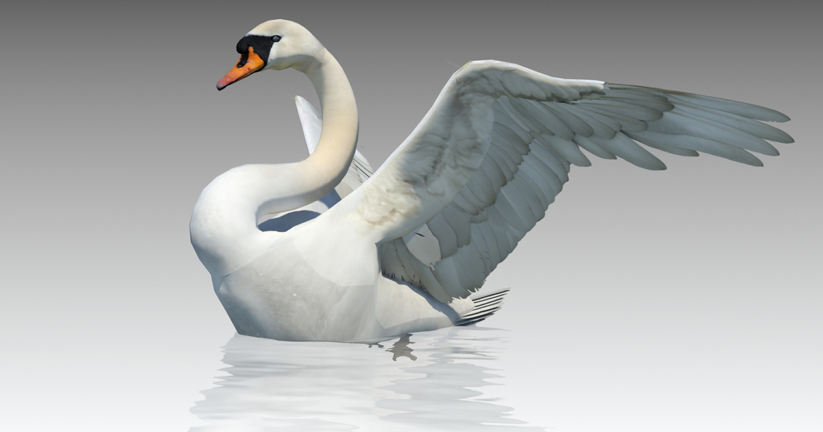 Unity Swans Mute Swan | Characters | Unity Asset Store
