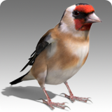 Goldfinch