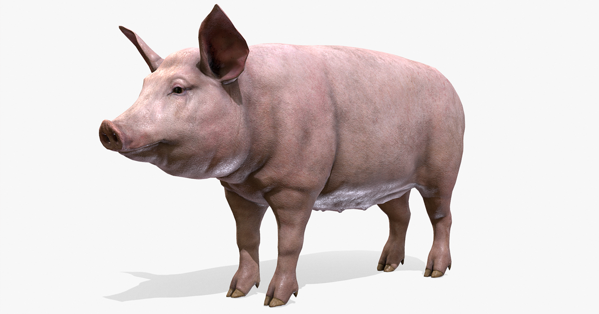 Pig Unity Pig female | 角色 | Unity Asset Store