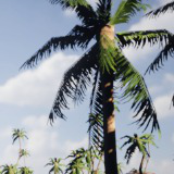Mobile Palm Tree Bundle (for URP)