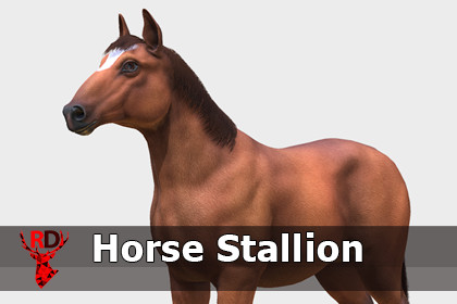 Horse - Stallion