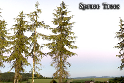 Spruce Trees