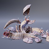 MONSTER: TETRUNCIVERMIS