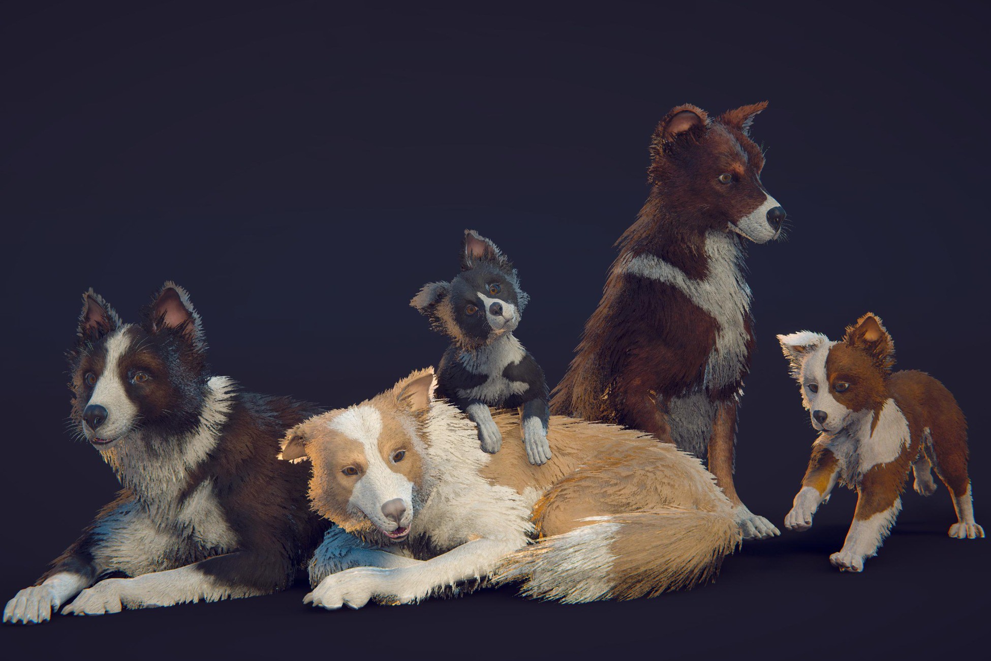 Skye the Border Collie (Dog)