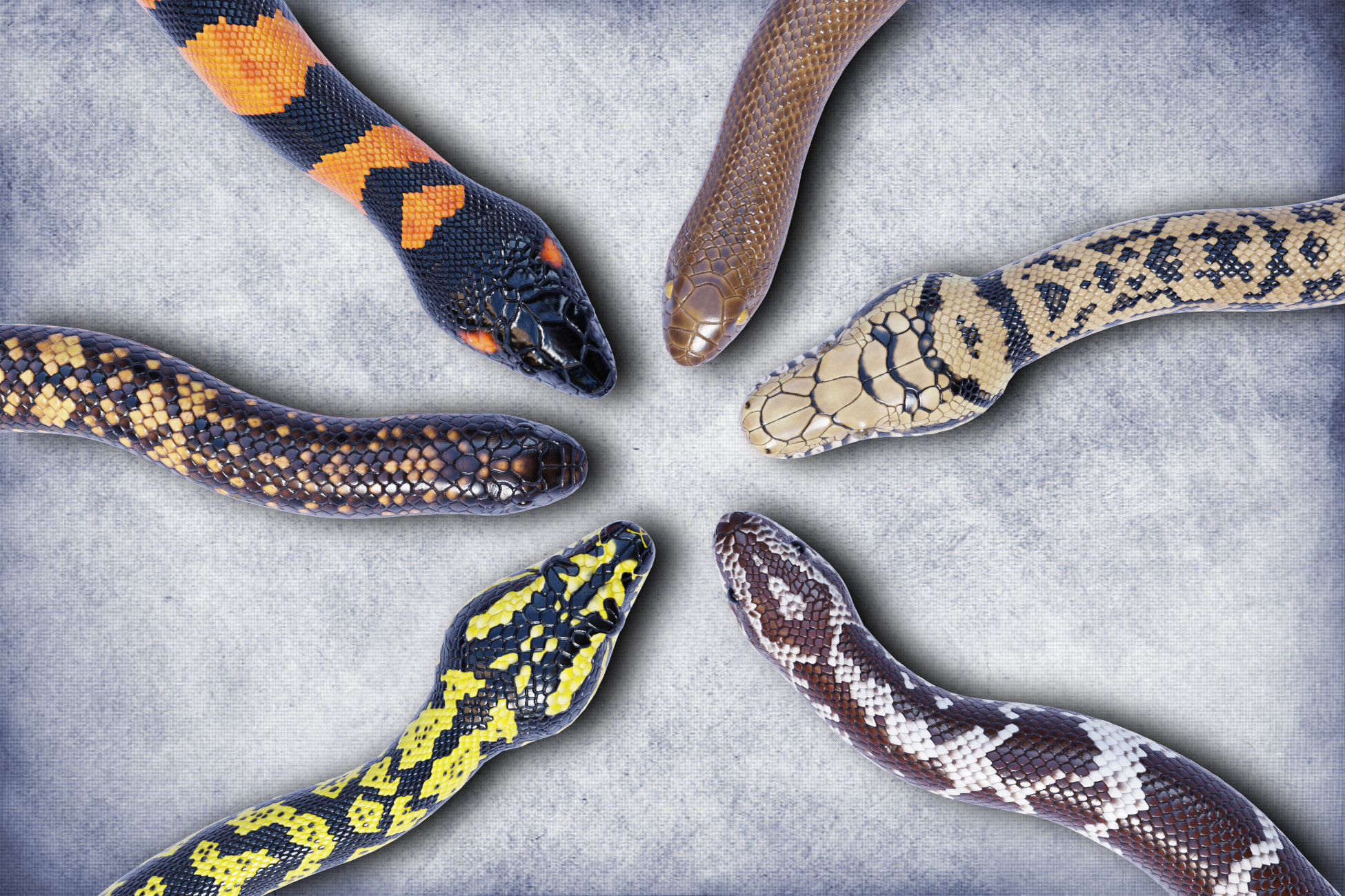 Animated Pythons Volume 4 | Characters | Unity Asset Store