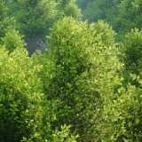 Tree Normal Toolkit (AAA Tree Rendering)