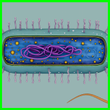 Prokaryotic Bacteria Cell - Cross Sections