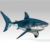 Great White Shark Animated