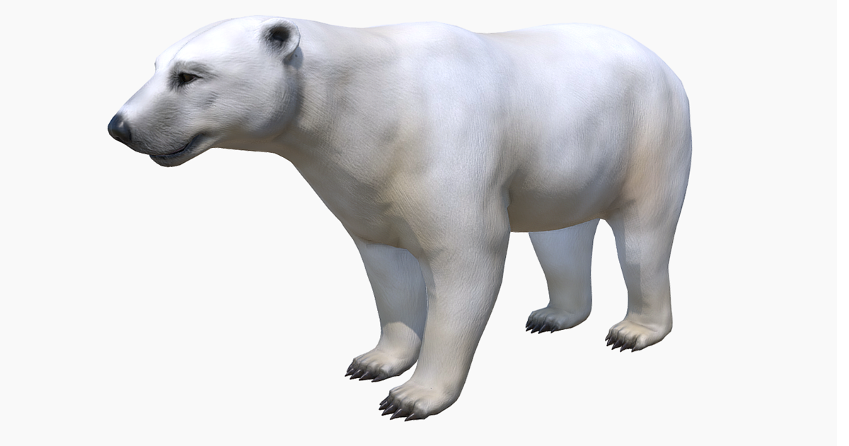White Bear | Characters | Unity Asset Store