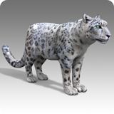 Snow Leopard